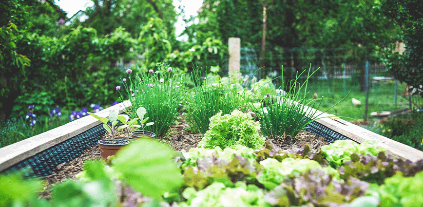 Vegetable garden. Discover ways to make your diet more sustainable.  