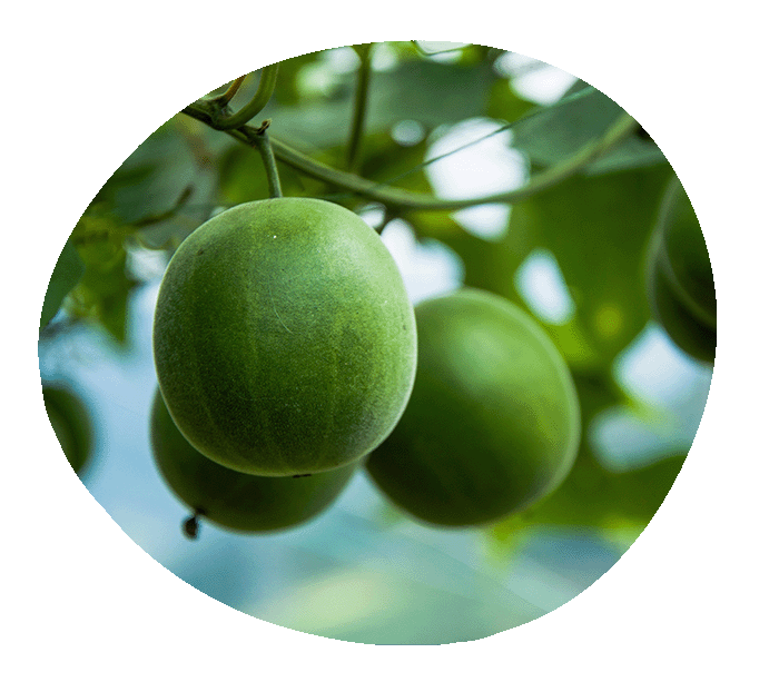 Monk fruit or Luo Han Guo. Pyure has monk fruit sweeteners for a keto and gluten-free lifestyle
