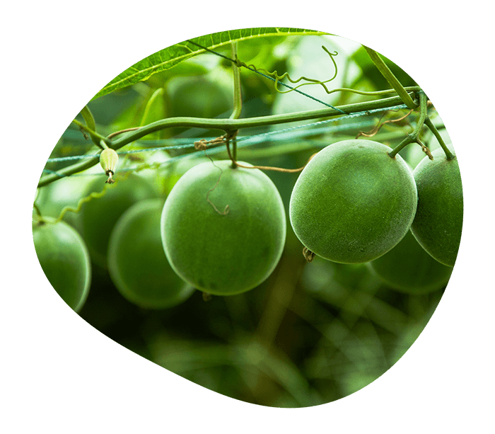 Monk fruit or Luo Han Guo. Pyure has monk fruit sweeteners for a low calorie and sugar-free lifestyles 