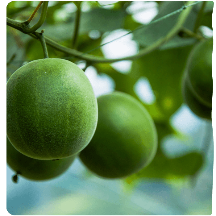 Monk fruit or Luo Han Guo. Pyure has monk fruit sweeteners for a low calorie, low carb and sugar-free lifestyles. 