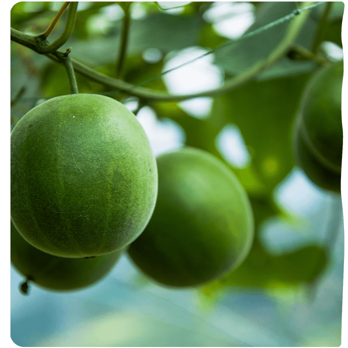 Monk fruit or Luo Han Guo. Pyure has monk fruit sweeteners for a low calorie, low carb and sugar-free lifestyles.