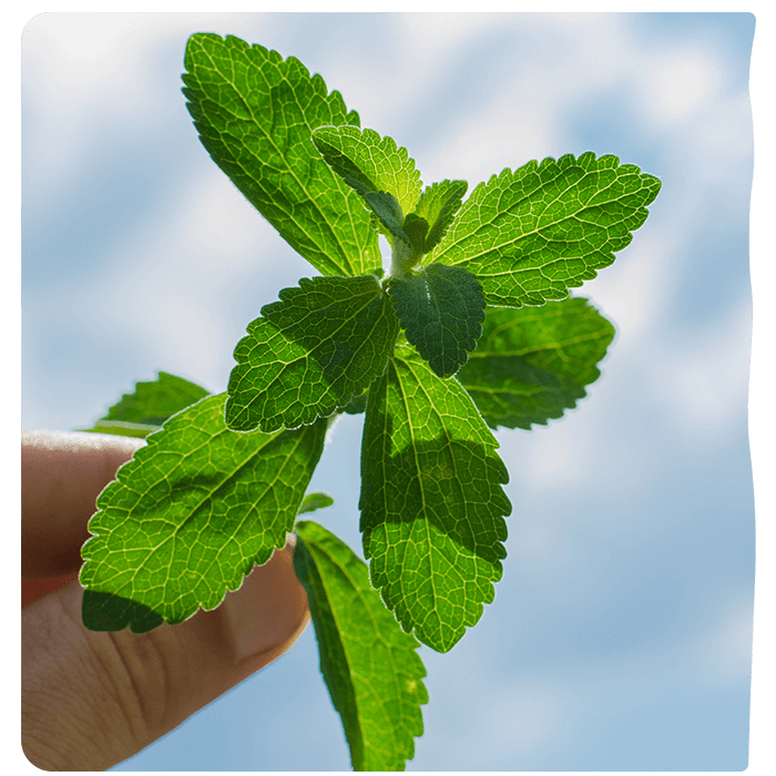 Stevia Leaf. Discover Pyure journey to creating a healthier sugar substitute from stevia. 