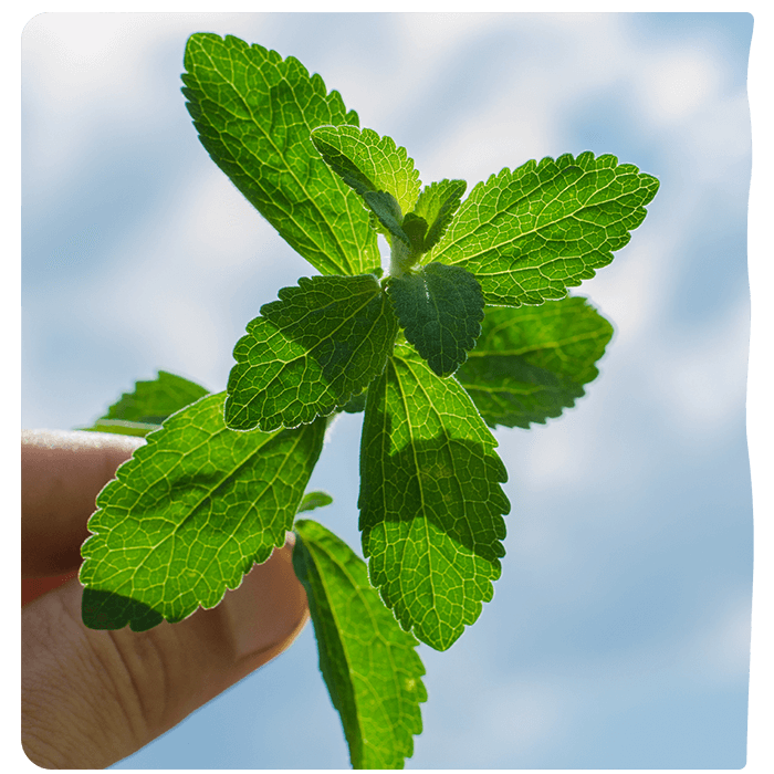 Stevia Leaf. Discover Pyure journey to creating a healthier sugar substitute from stevia.