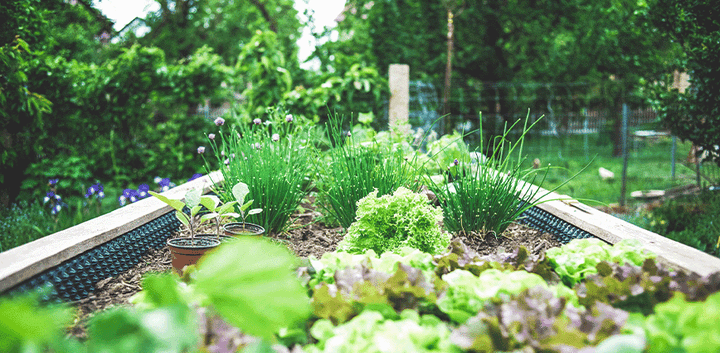 3 Ways to Make Your Diet More Environmentally-Friendly – Pyure