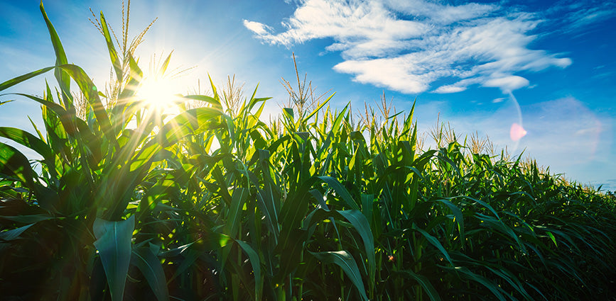Graphic of plants, blue sky and sun for "benefits of allulose" blog post