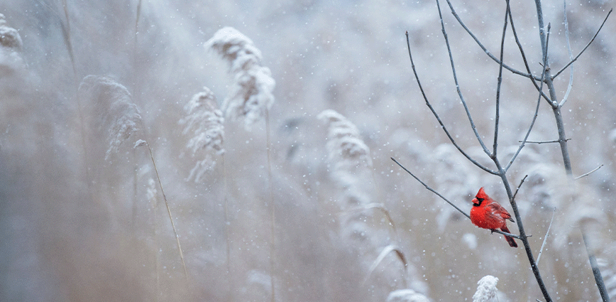 Red bird in a snowy tree. Can sugar give you the winter blues? 