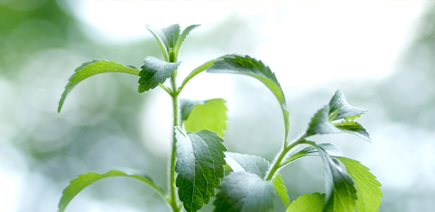 organic stevia plant being grown for commercial sweeteners