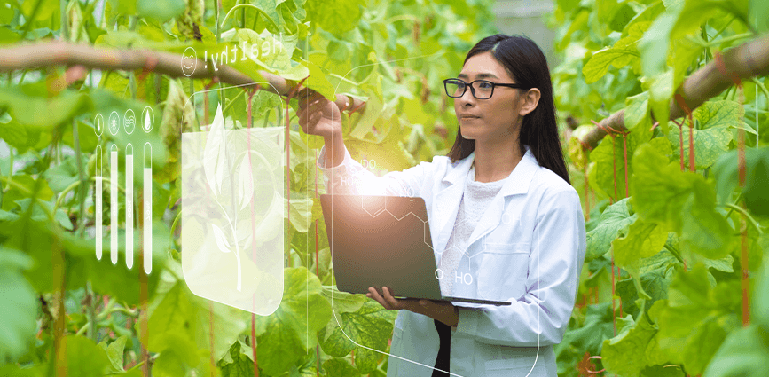 Graphic for Bulk Stevia & Commercial Sweetener Market Research post with researcher with laptop among stevia leaves