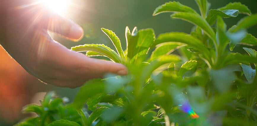 Graphic for "What is Stevia" blog post with hand touching green stevia leaves in field with sun rays behind